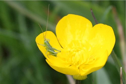 Réf. 343 987 : Tettigonia sp.
